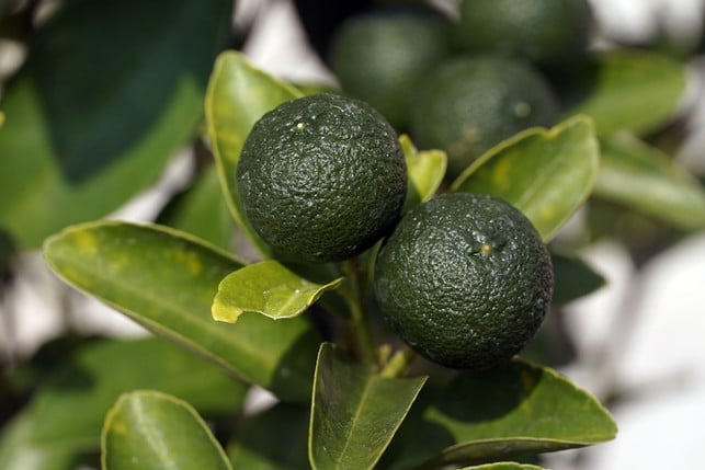 manchmal-wird-die-calamondin-noch-gruen-verkauft-d-cc0-pixabay-ignartonosbg-250202_download Manchmal wird die Calamondin noch grün verkauft. Dann ist sie besonders säuerlich.