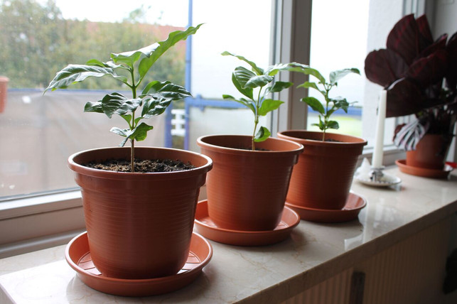 kaffeepflanzen-moegen-viel-licht-utopia-sas-240821_download Kaffeepflanzen mögen viel Licht.