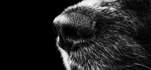 Sind am aggressiven Verhalten von Hunden die Halter:innen schuld?