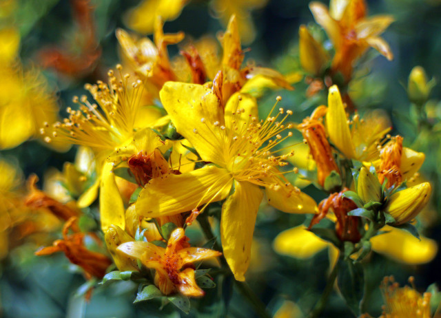 St. John's Wort (Hypericum Perforatum) is an effective medicinal plant against anxiety.