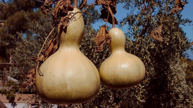 kalebasse-cc0-pixabay-manfredrichter-201123 Kalebasse