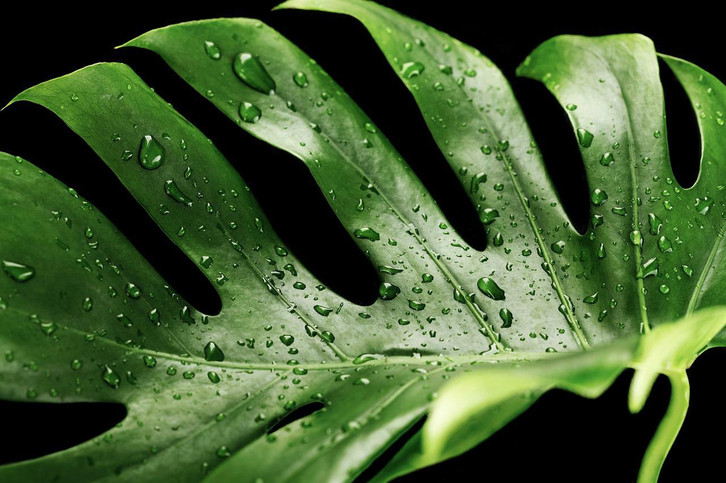 Monstera umtopfen: So geht's - Utopia.de