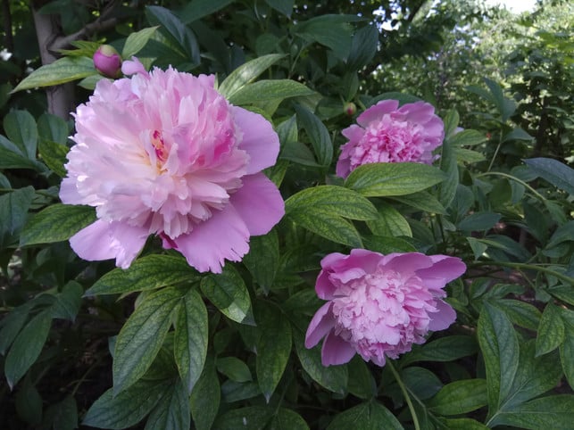 pfingstrosen-sind-anders-als-der-name-andeutet-b-cc0--unsplash--anna-evans-251004_download Pfingstrosen sind, anders als der Name andeutet, biologisch keine Rosen.