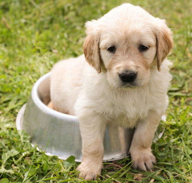 Hundefutter bio Hundefutter bio