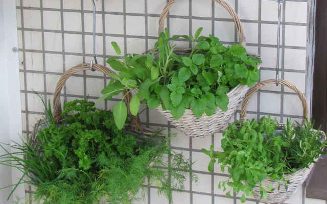 balkon-gemuese-kraeuter-pb-cc0-Reija-Hirvonen-210125-1280x800 Kräuter auf dem Balkon