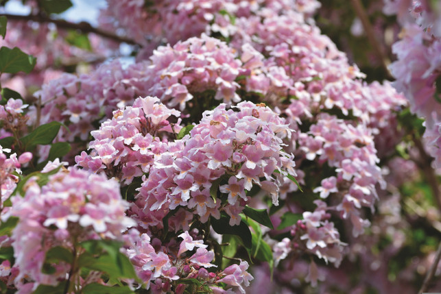 weigelien-sind-insektenfreundliche-straeucher-die-cc0--pixabay--ralphs_fotos-250610_download Weigelien sind insektenfreundliche Sträucher, die du im Juni zurückschneiden solltest.