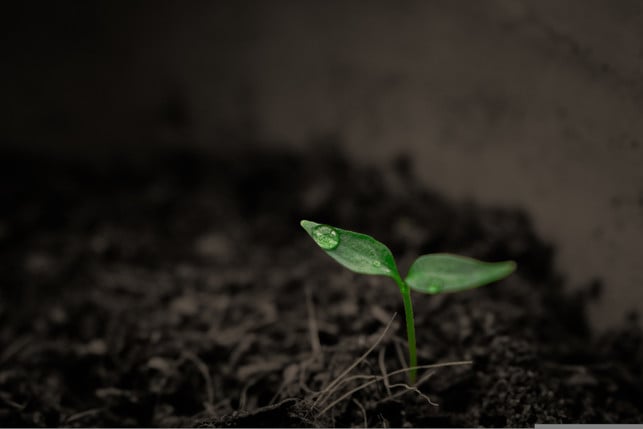 zum-erdbeeren-vermehren-verwendest-du-zunaechst-naeh-cc0--pixabay--tuan86-250616_download Zum Erdbeeren vermehren verwendest du zunächst nährstoffarme Erde.