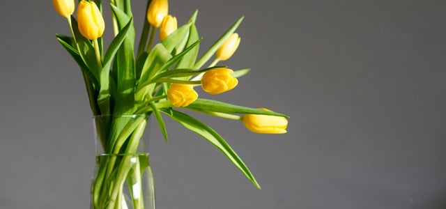 tulpen