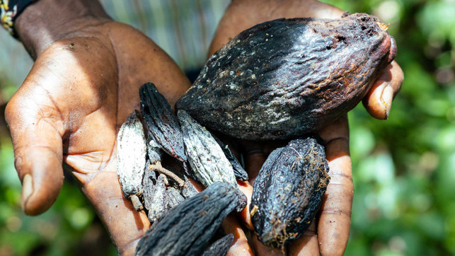 Chief-Sahr-Ngombu-Yajah-10152_1920x1080px