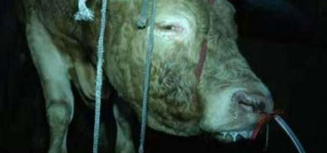 Besonders kranker Fall von Tiermisshandlung: Rinder durch Nasenlöcher mit literweise Wasser vollgepumpt