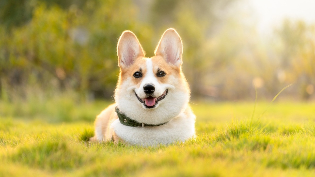 Giftige Pflanzen fr Hunde: Hier solltest du besonders wachsam sein -  Utopia.de