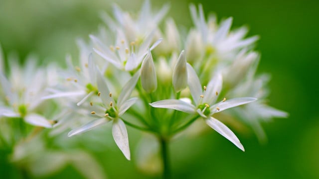 baerlauchblueten-rezepte-cc0-pixabay-mabelamber-220409 Bärlauchblüten Rezepte