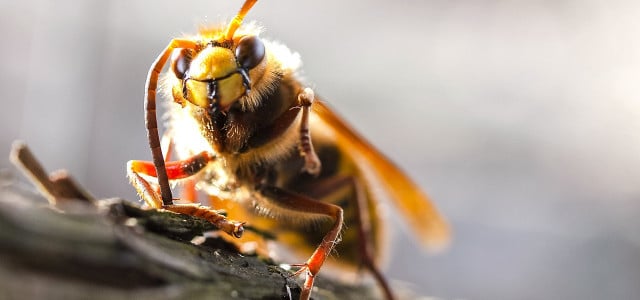 Hornet Sting: Dangers and How to Deal With It Properly