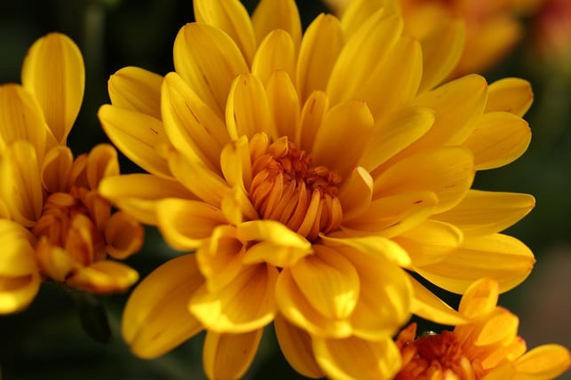 Chrysanthemen Richtig pflanzen, pflegen und überwintern Utopia.de