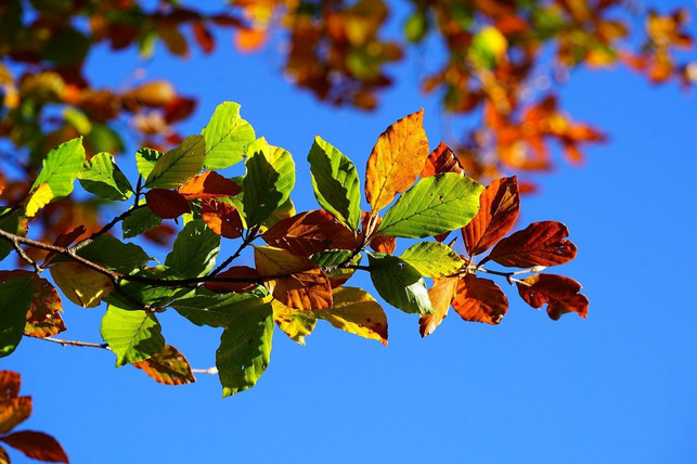 die-gruenen-blaetter-des-baum-des-jahres-2022-verf-cc0-pixabay-hans-220117_download Die grünen Blätter des "Baum des Jahres 2022" verfärben sich im Herbst orange und rot.