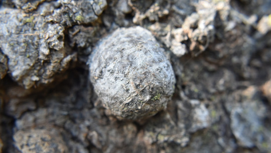 Knob on a tree Baumperlen sammeln