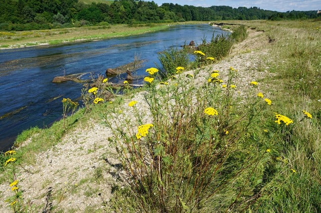 rainfarn-waechst-oft-an-wegesraendern-und-ufern-cc0-pixabay-photosforyou-190815_download Rainfarn wächst oft an Wegesrändern und Ufern.