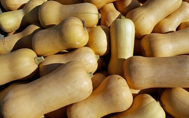 Butternut-Kürbis: mit Schale essbar Butternut-Kürbis: mit Schale essbar