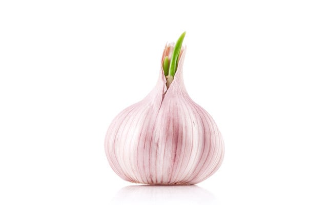 Knoblauch zuhause selber ziehen und nachwachsen lassen Knoblauch zuhause selber ziehen und nachwachsen lassen