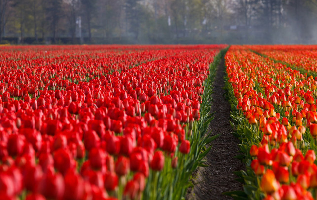 tulpen-nachhaltig-holland-pb-PublicDomainPictures-230208-1920x1209 Darf man im Februar Tulpen kaufen?