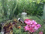 Rosenessenz - Kräuter Den Rosenduft kannst du in Essenzen binden.