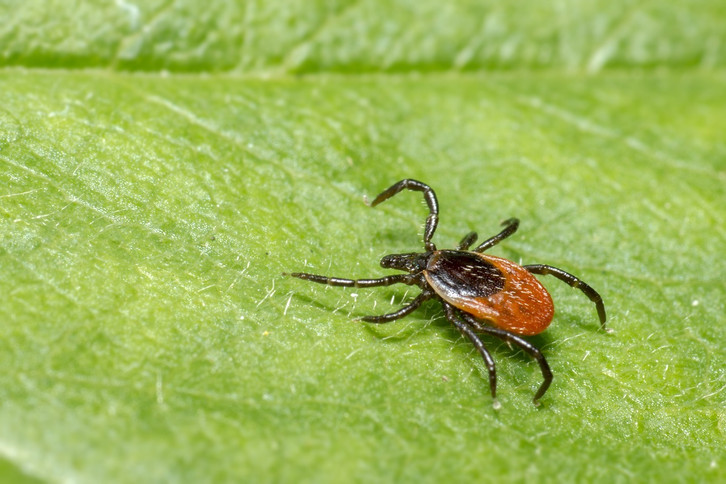 A red circle often occurs after a tick bite.