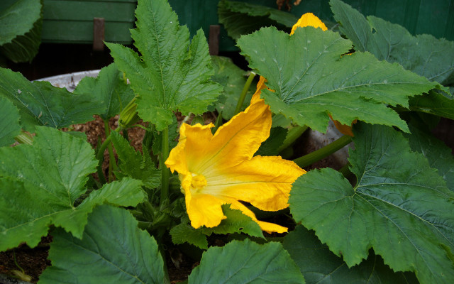 balkon-gemuese-zucchini-pb-cc0_ivabalk-210125-1280x800 Zucchini auf dem Balkon