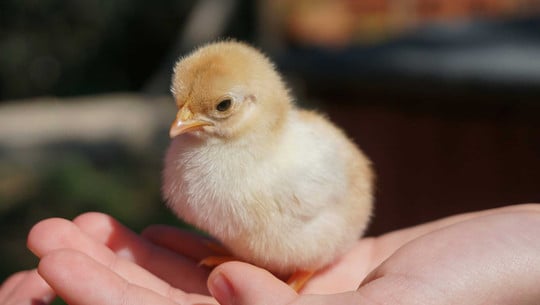 Tierschutz: Diese Aktion kann wirklich etwas erreichen – jetzt mitmachen Ein kleines, flauschiges Küken mit gelb-beigem Gefieder sitzt auf einer offenen Hand. Das Küken blickt leicht nach unten, und die Hand hält es behutsam. Der Hintergrund ist unscharf.