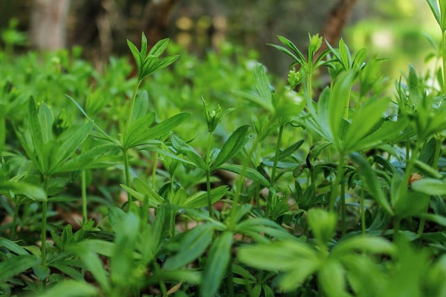 du-solltest-waldmeister-sammeln-bevor-er-blueht-cc0-pixabay-berggeschwister-220524_download Du solltest Waldmeister sammeln, bevor er blüht.