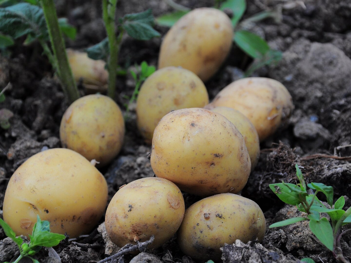 Die 3 grten Fehler beim Kartoffelanbauen und wie du sie vermeidest -  Utopia.de