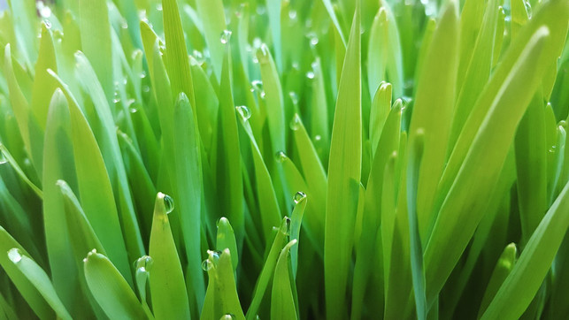 damit-dein-katzengras-schoen-gruen-bleibt-solltest-cc0-pixabay-glaucidium-210418_download Damit dein Katzengras schön grün bleibt, solltest du es regelmäßig mit Wasser besprühen.