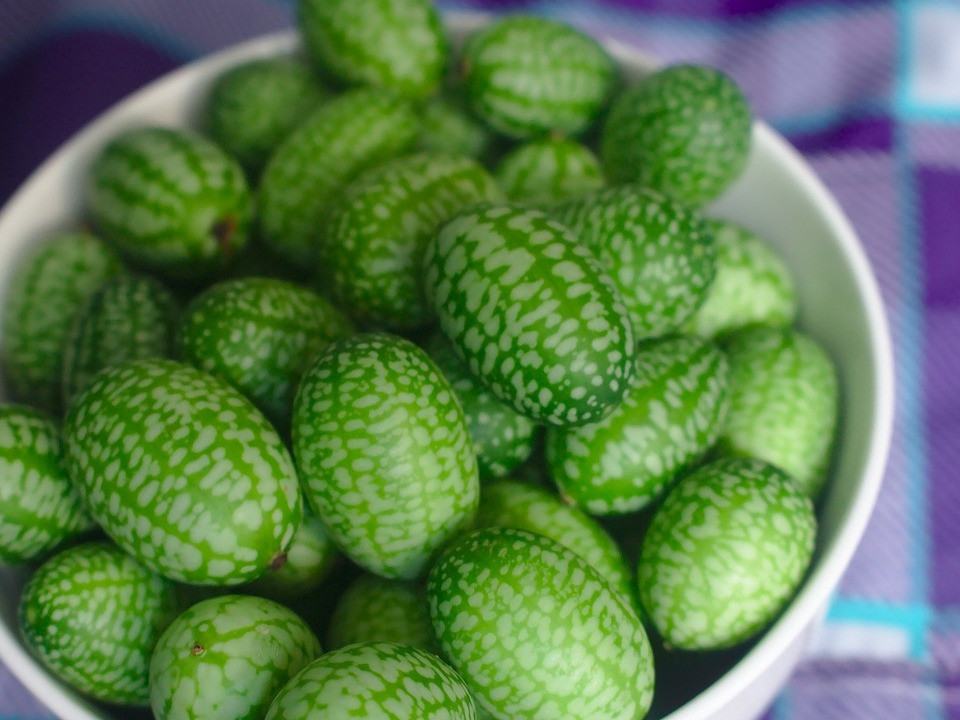 Mexikanische Minigurke: So kannst du die Snackgurke anpflanzen - Utopia.de