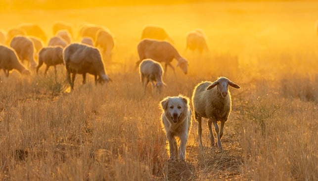 um-nutztiere-umwelt-und-die-menschliche-gesundhei-cc0-pixabay-johnnaturephotos-240628_download Um Nutztiere, Umwelt und die menschliche Gesundheit zu schützen, muss im Bereich der Fleischindustrie noch viel getan werden.