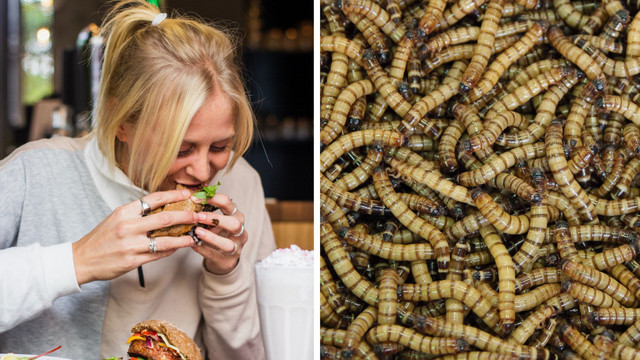 Insekten statt Fleisch essen: Welche Vorteile und Nachteile hat es?
