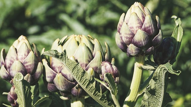 artischocken-kochen-cc0-pixabay-suju-181024 artischocken kochen