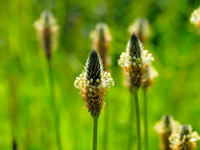 der-spitzwegerich-plantago-lanceolata-cc0-pixabay-topfoto-190104_download Der Spitzwegerich (Plantago Lanceolata)