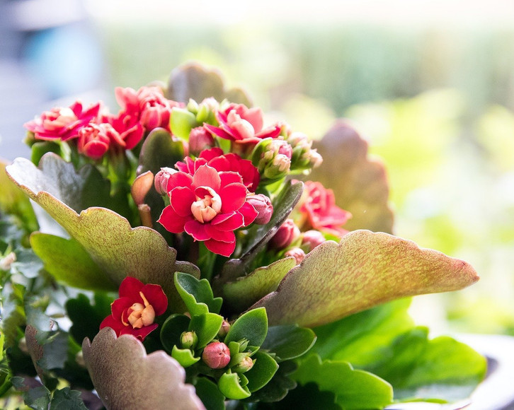 Kalanchoe: So pflanzt und pflegst du das Flammende Kthchen - Utopia.de