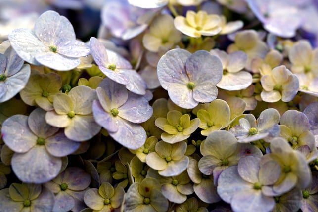 fuer-blaue-hortensien-ist-alaun-verantwortlich-cc0--pixabay--ignartonosbg-250617_download Für blaue Hortensien ist Alaun verantwortlich.