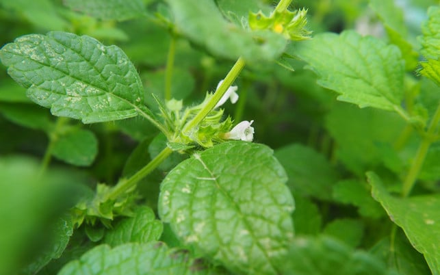 bienen-kraeuter-zitronenmelisse-pb-cc0-1280x800 Bienenfreundliche Kräuter: Zitronenmelisse