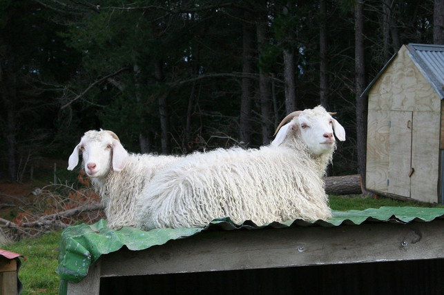 mohair-wird-vor-allem-aus-suedafrika-importiert-cc0-pixabay-zl2ifb-200116_download Mohair wird vor allem aus Südafrika importiert.