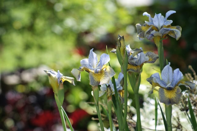 schwertlilien-regelmaessig-zurueckzuschneiden-foerdert-cc0--pixabay--heikefrohnhoff-250509_download Schwertlilien regelmäßig zurückzuschneiden fördert eine reiche Blüte.