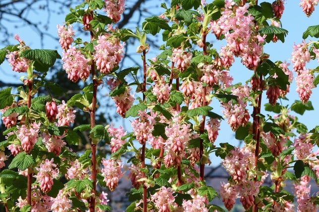 wenn-du-deine-johannisbeeren-vermehrst-wirst-du-n-cc0-pixabay-manfredrichter-210902_download Wenn du deine Johannisbeeren vermehrst, wirst du nach einiger Zeit schöne Johannisbeersträucher haben.