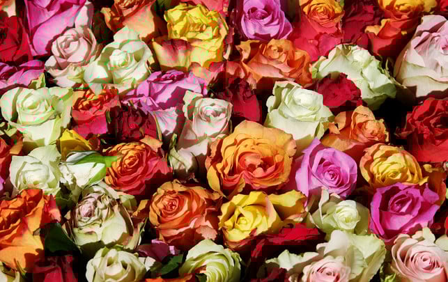 rosen-oekotest-pb-Couleur-230125-1920x1209 Öko-Test: Dieses Jahr keine Rosen zum Valentinstag