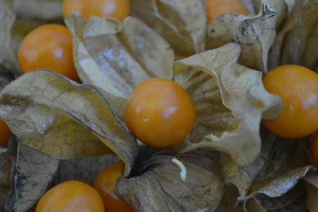 wenn-du-die-physalis-nach-dem-anpflanzen-gut-pfleg-cc0-pixabay-andry_s-250403_download Wenn du die Physalis nach dem Anpflanzen gut pflegst, erwartet dich eine reiche Ernte.