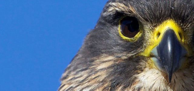 Karearea Neuseelandfalke