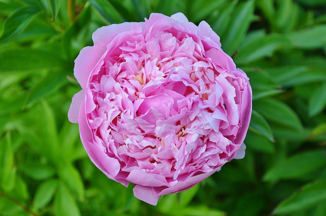 rosenwachs-ist-ein-besonders-wertvoller-und-teurer-cc0-pixabay-glady-211022_download Rosenwachs ist ein besonders wertvoller und teurer Kosmetik-Rohstoff.