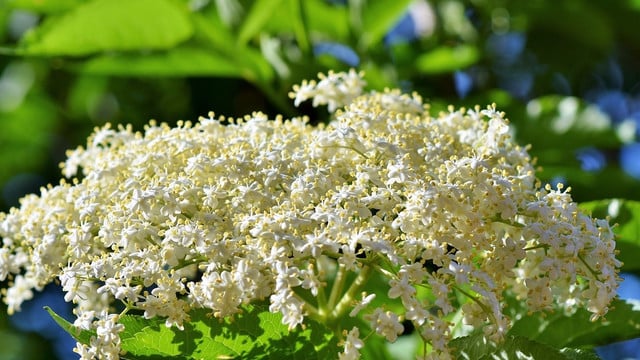 holunderbluetentee-ein-vielseitiger-heil-und-krae-cc0-pixabay-capri23auto-180627 Holunderblütentee – ein vielseitiger Heil- und Kräutertee