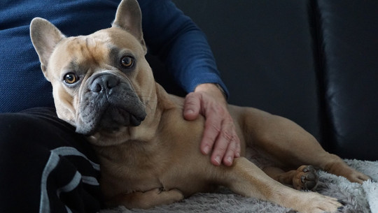 hunde-streicheln-cc0-pixabay-mylene2401-221112 hunde streicheln