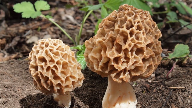 Speisemorchel, Morchel, morchella esculenta Speisemorchel