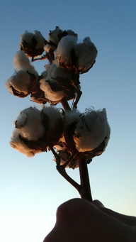 cotton-made-in-africa-baumwolle-braucht-weniger-wa-cc0-pixabay-publicdomainpictures-211109_download Cotton made in Africa-Baumwolle braucht weniger Wasser.